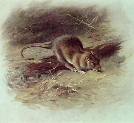 Brown Rat (Rattus norvegicus) 1918 (coloured engraving) de Archibald Thorburn