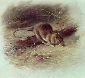 Brown Rat (Rattus norvegicus) 1918 (coloured engraving)