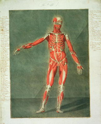 Superficial Muscular System of the Front of the Body, plate 4 from a complete course of anatomy with de Arnauld Eloi Gautier D'Agoty