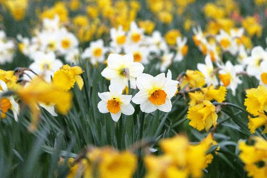 Narzissen (Narcissus) de Arno Burgi