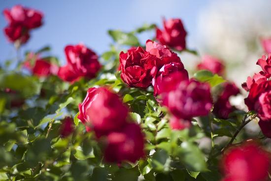 Rote Rosen de Arno Burgi