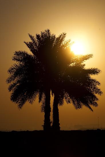 Sonnenaufgang in Katar de Arno Burgi