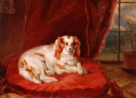 A Cavalier King Charles Spaniel Lying on a Red Cushion de Arthur J. Stark