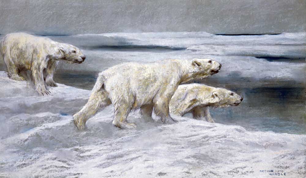 Polar Bears, c.1900 de Arthur Wardle