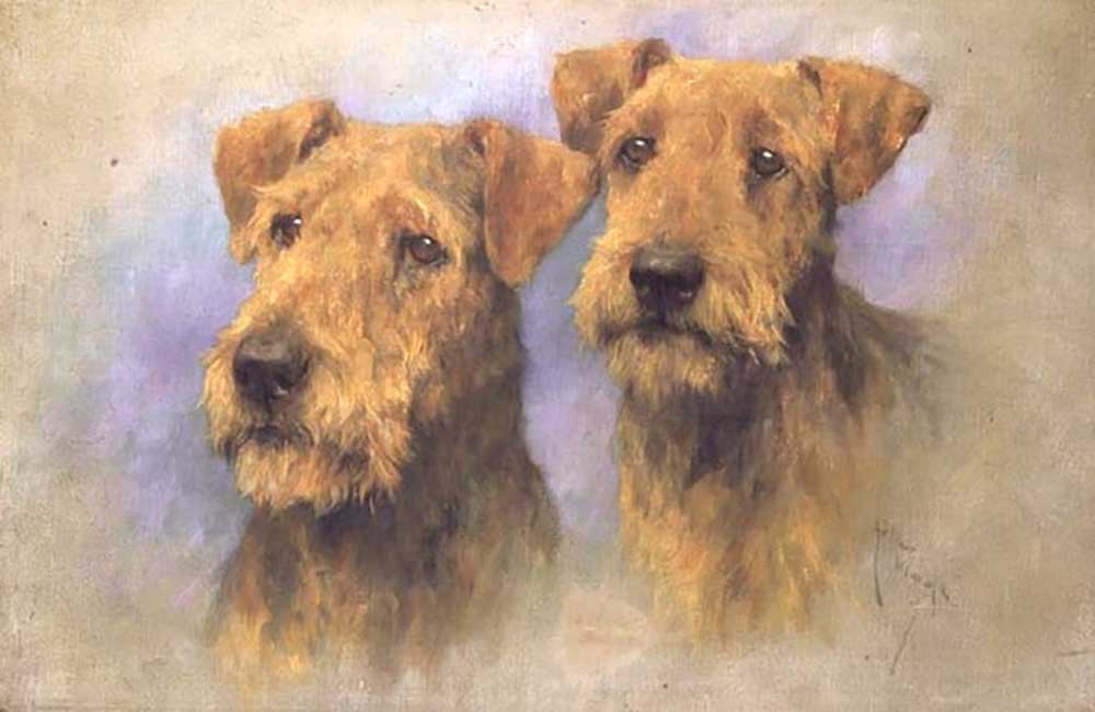 Portrait of Two Lakeland Terriers de Arthur Wardle