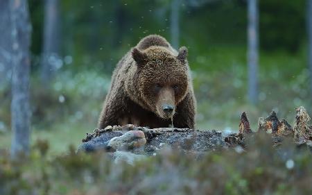 Brown Bear