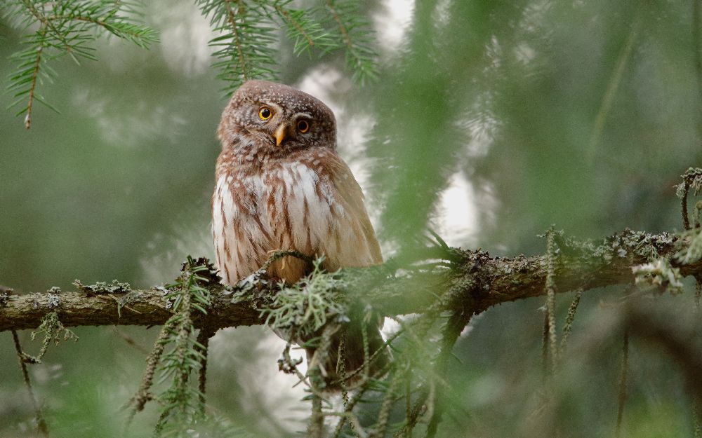 Pygmy Owl de Assaf Gavra