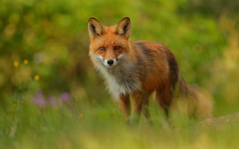 Red Fox Lady de Assaf Gavra