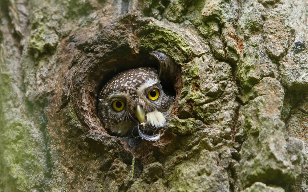 Pygmy Owl , Ex Bird &amp; a Snail ... de Assaf Gavra