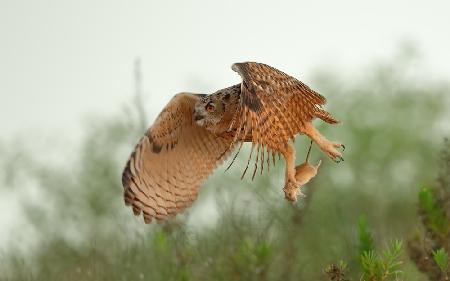Eagle Owl &amp; Snatch