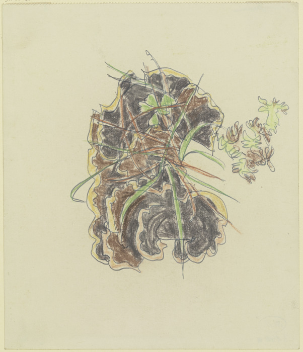 Study of plants de August Babberger