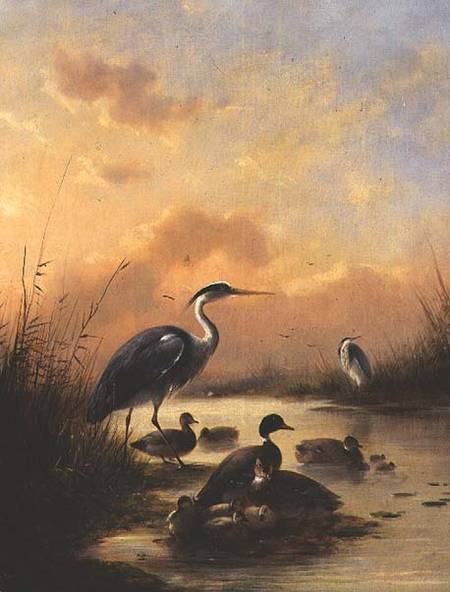 A family of Mallard and two Herons (pair of 77887) de Augustus Knip