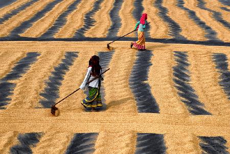 Paddy Drying