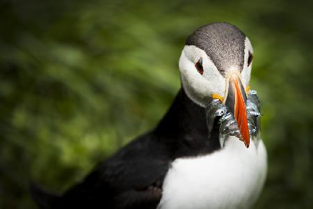 Puffins with fish