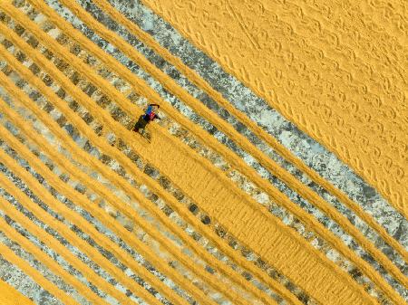 Pattern in the rice drying field