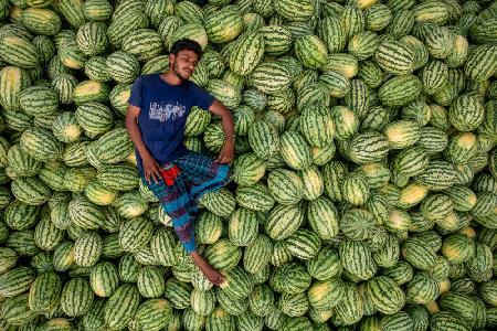 Sleep over the watermelons