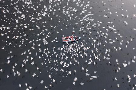 Thousands of migratory birds around the boats for feeding