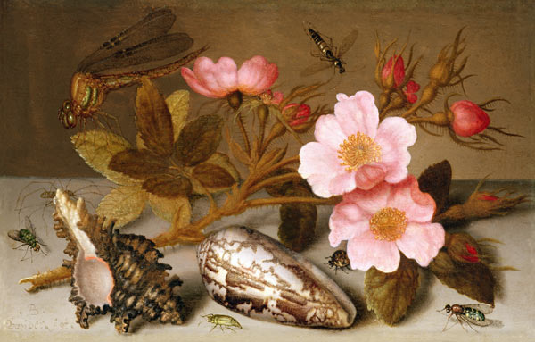 Still life depicting flowers, shells and a dragonfly (oil on copper) (for pair see 251377) de Balthasar van der Ast