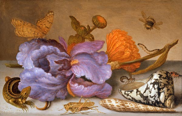 Still life depicting flowers, shells and insects (oil on copper) (for pair see 251378) de Balthasar van der Ast