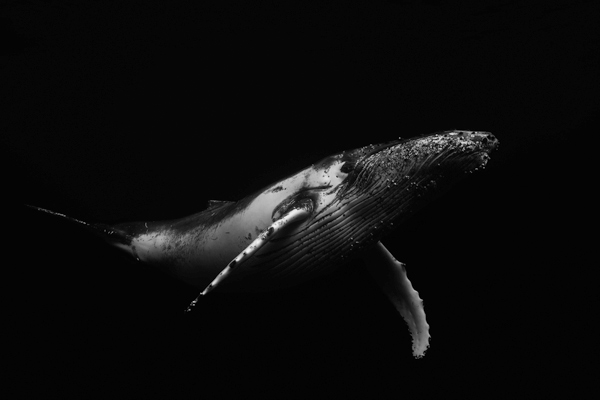 Black & Whale de Barathieu Gabriel