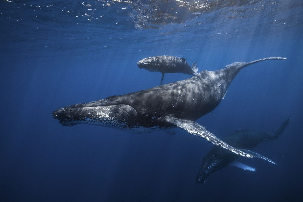 Humpback whale familys de Barathieu Gabriel