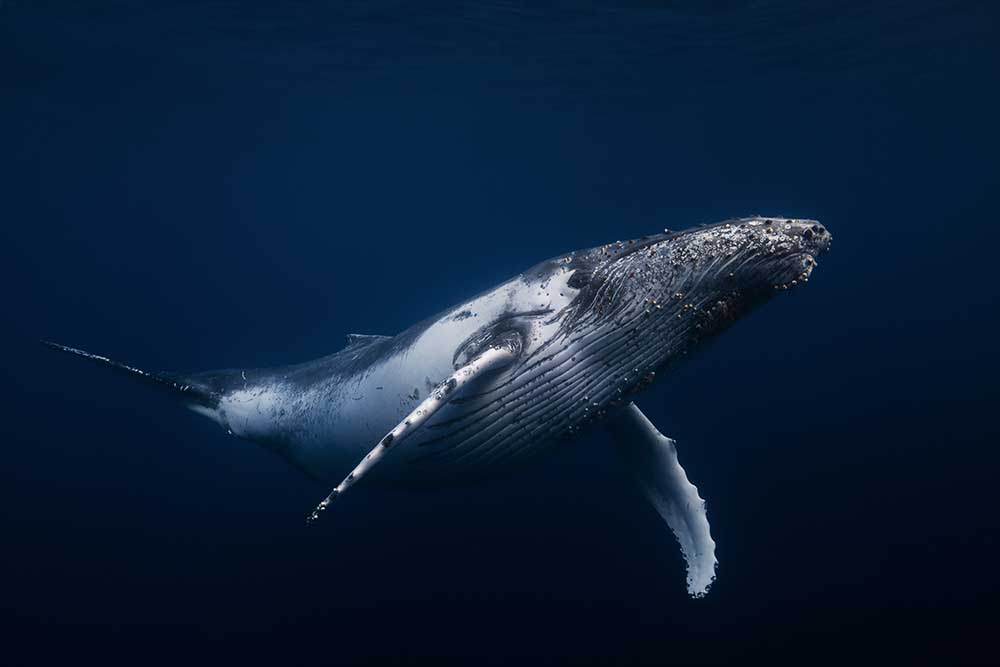 Humpback whale in blue de Barathieu Gabriel