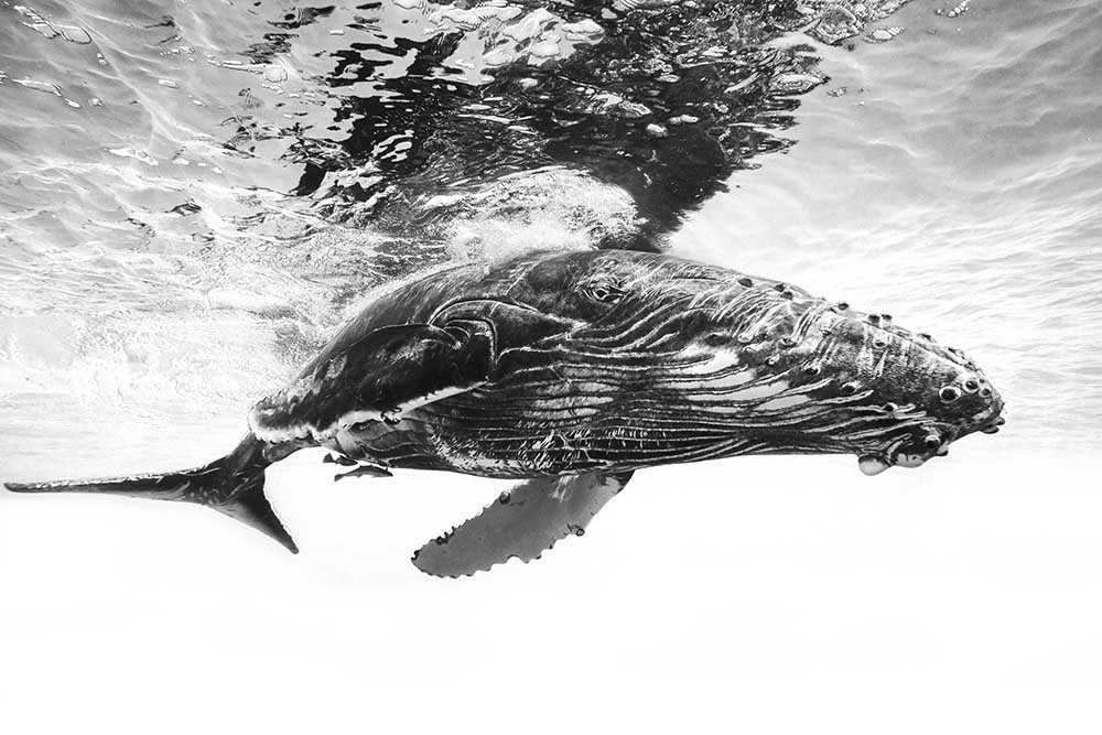 Humpback whale calf de Barathieu Gabriel