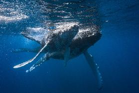 Humpback whale