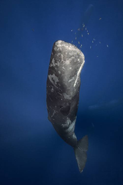 Candle sperm whale de Barathieu Gabriel