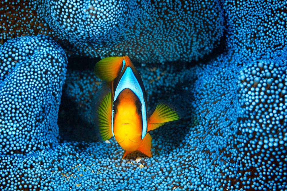 Clownfish in blue anémon de Barathieu Gabriel