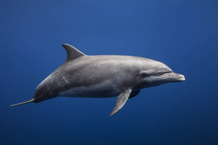 Dolphin de Barathieu Gabriel