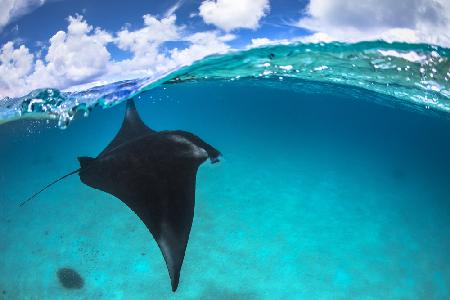 A reef manta ray in Mayotte