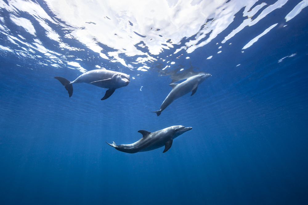 Bottlenose dolphin from Indian océan de Barathieu Gabriel