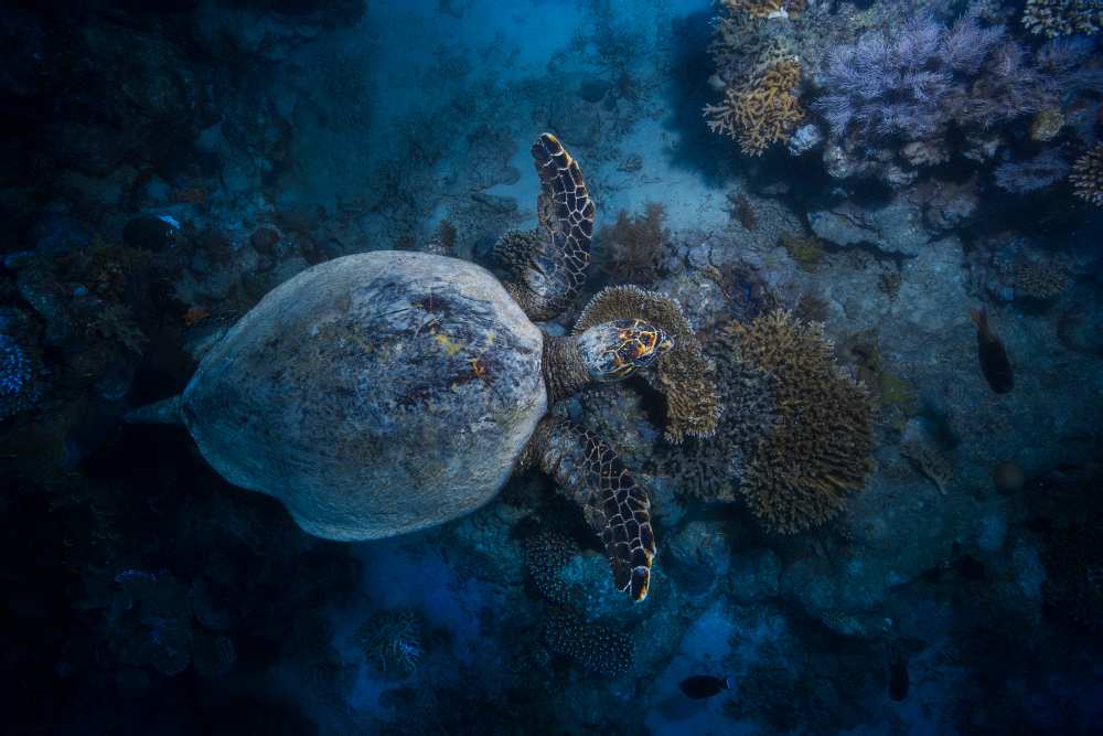 Hawksbill sea turtle de Barathieu Gabriel