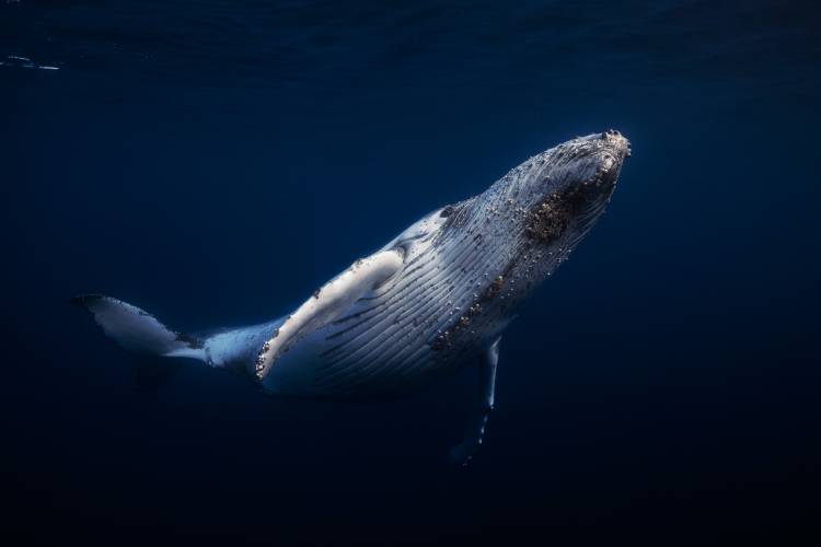 Humpback Whale de Barathieu Gabriel