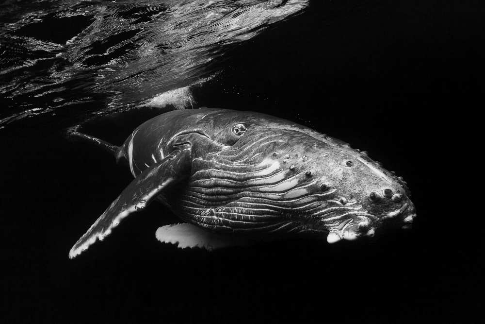 Humpback Whale calf de Barathieu Gabriel