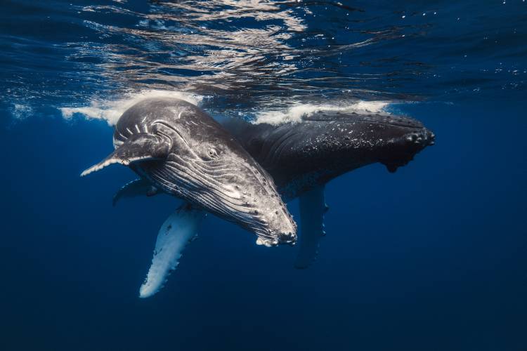 Humpback Whale family! de Barathieu Gabriel