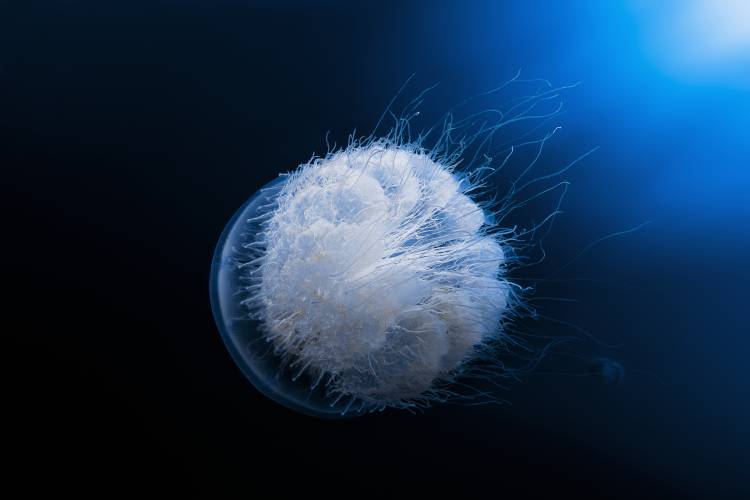 Jellyfish de Barathieu Gabriel