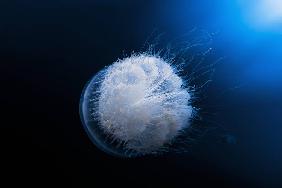 Jellyfish