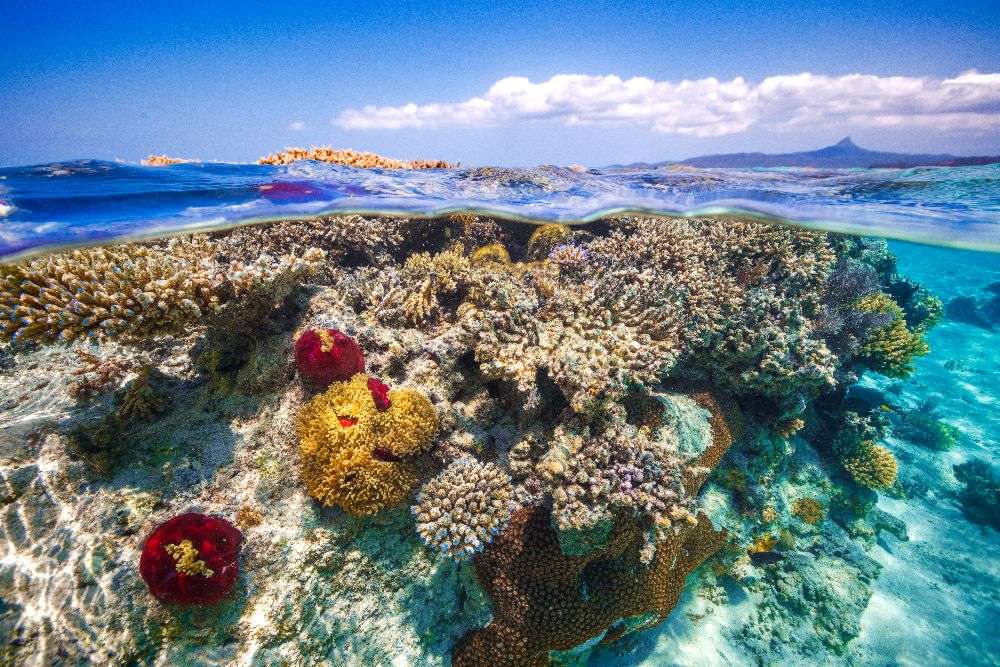 Mayotte : The Reef de Barathieu Gabriel
