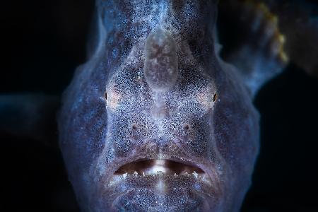 Close up : Frogfish