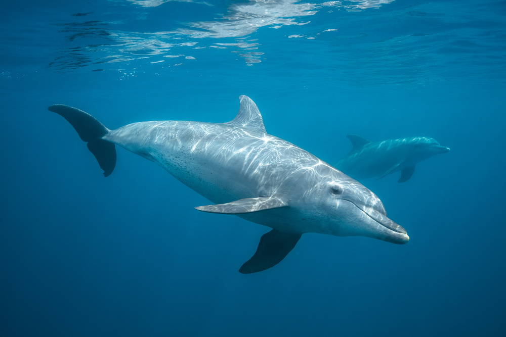 Curious Dolphin de Barathieu Gabriel