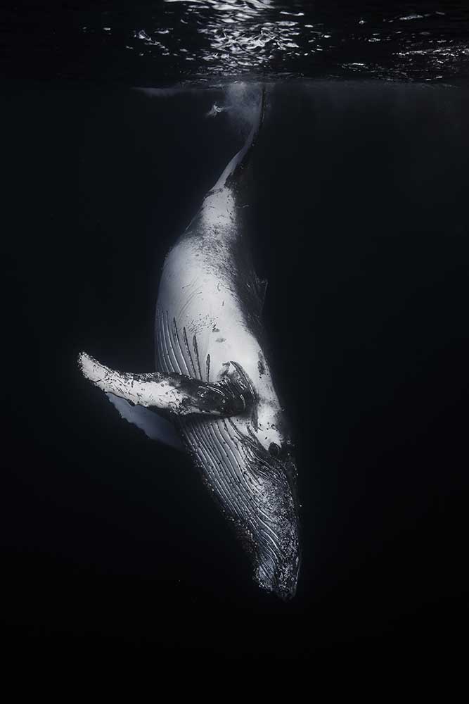 Black Whale de Barathieu Gabriel