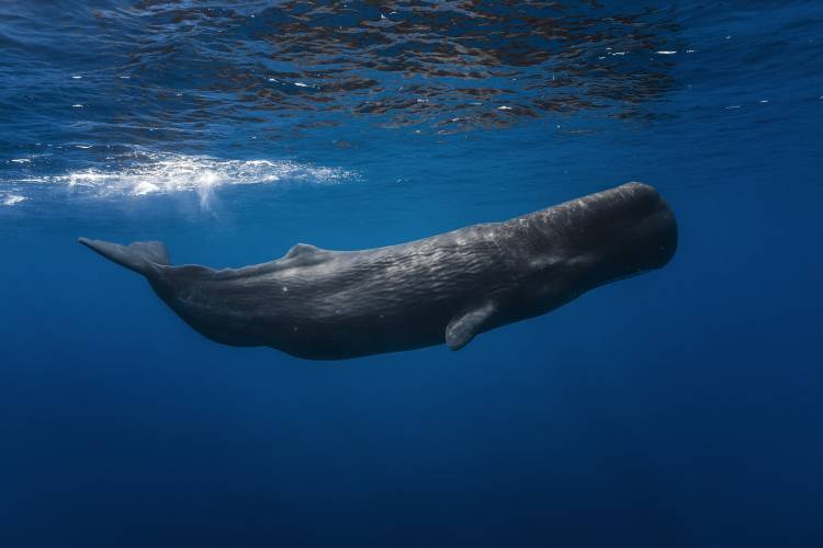 Sperm whale de Barathieu Gabriel