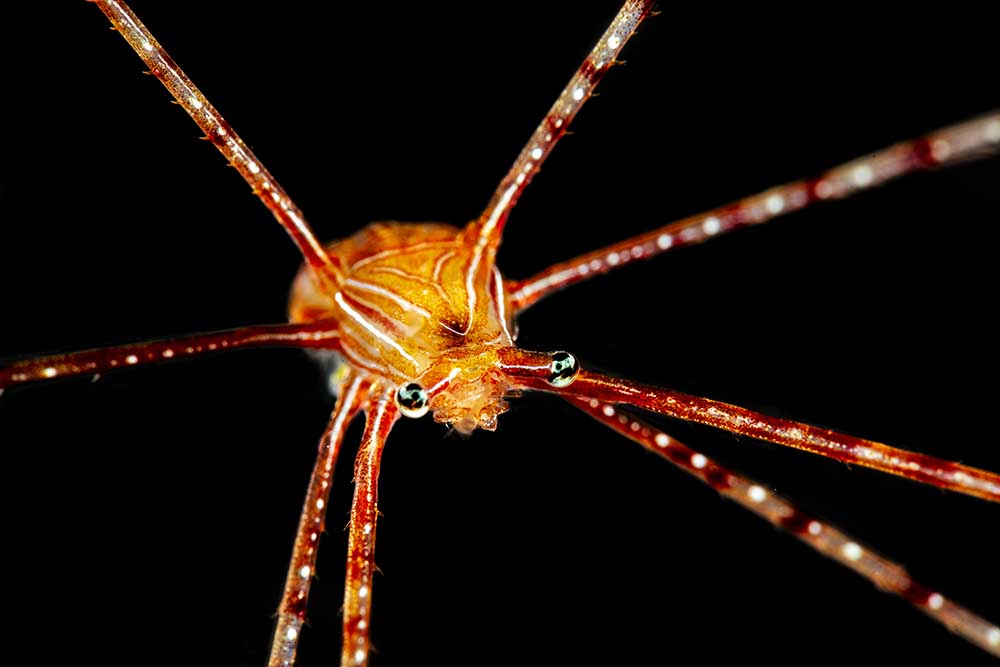 Spider squat lobster de Barathieu Gabriel