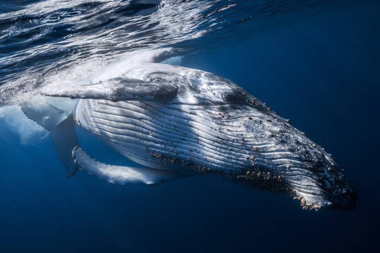 The Whale de Barathieu Gabriel