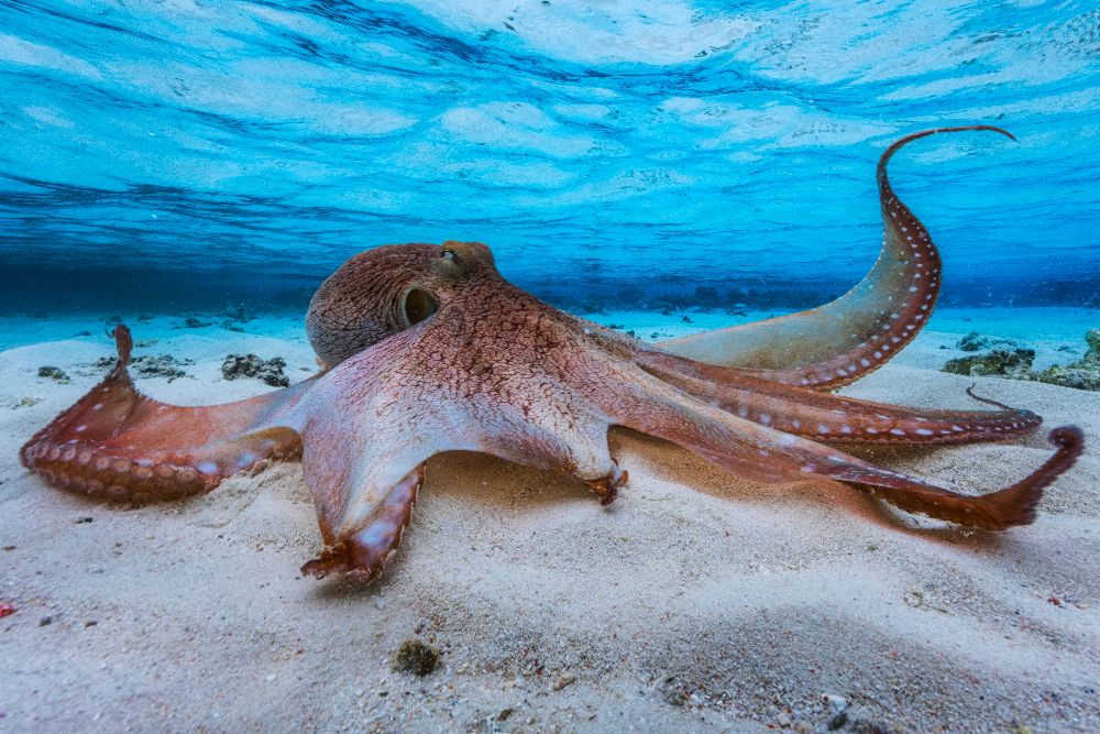 Octopus de Barathieu Gabriel