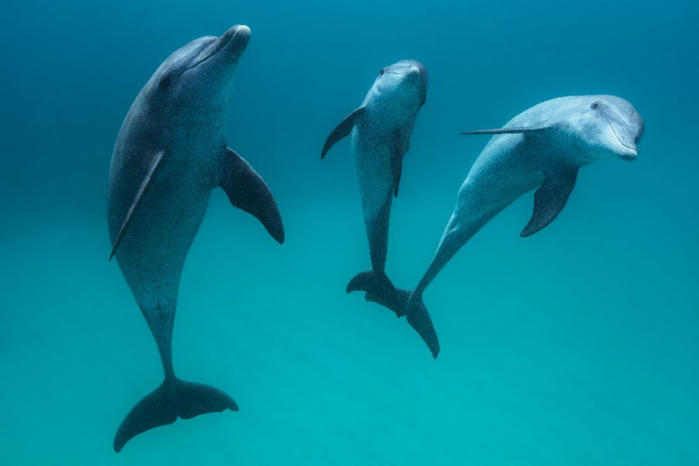 Bottlenose dolphins de Barathieu Gabriel