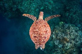 Flying over the reef