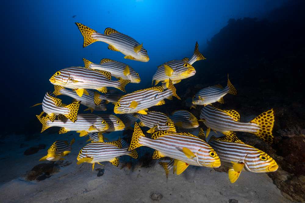 Underwater photography-Indian ocean sweetlips de Barathieu Gabriel